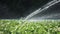 Irrigation vegetable plantation. Sprinkler irrigates vegetable crops.