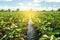 An irrigation water canal passes through the eggplant plantation. Caring for plants, growing food. Agriculture and agribusiness.