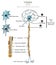 Irritability in Human Infographic Diagram nerve cell structure