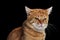 irritated domestic tabby cat isolated