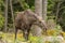 Irritated female moose with her ears back