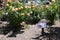 IRVINE, CALIFORNIA - 1 JUN 2022: National Rosie the Riviter Memorial Rose Garden in the Food and Farm Lab at the Orange County