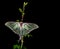 Isabelina or Iberian Lunar butterfly in process of extinction