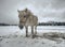 Isabella coloured horses in winter country