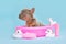 Isabella French Bulldog dog puppy in pink bathtub with rubber ducks