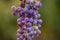 The Isabella grapes bunch . Used in a winemaking