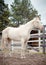 Isabella horse with blue eyes standing in paddock