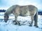 Isabella horse enjoy first snow on field