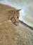 Isabella horse stay on straw area in muddy field