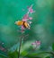 Isabella Long-wing Tiger Butterfly on pink flower