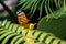 Isabella`s Longwing Butterfly