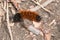 Isabella Tiger Moth - Pyrrharctia isabella