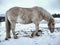 Isabella white horse in snow. Winter life