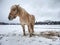 Isabella white horse in snow. Winter life