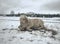 Isabella white horse in snow. Winter life
