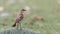 Isabellina Wheatear