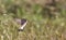 Isabellina Wheatear Hovering