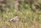 Isabellina Wheatear Hovering