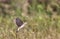 Isabellina Wheatear Hovering