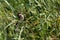 Isabelline Shrike ballancing on twig in heavy wind