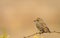 Isabelline Shrike sitting on a thorn bush