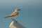 Isabelline Wheatear