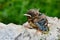 The Isabelline Wheatear juvenile (Oenanthe isabellina)