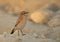 Isabelline Wheatear on sand of  Busaiteen coast, Bahrain