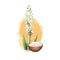 Isabgol Psyllium Husk Plantago ovata ayurvedic herb digital art illustration with text isolated on white. Healthy organic spa