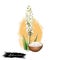Isabgol Psyllium Husk Plantago ovata ayurvedic herb digital art illustration with text isolated on white. Healthy organic spa