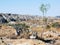 Isalo National Park , Elephant Foot Plant with canyons, Madagascar