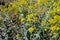 Isatis tinctoria or dyer`s woad plant with bright yellow flowers