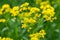 Isatis tinctoria,  dyer`s woad yellow flowers closeup selective focus