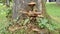 Ischnoderma resinosum commonly known as the late fall polypore, resinous polypore, or benzoin bracket. Mushroom on Tilia or Linden