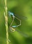 Ischnura elegans - common bluetail damselfly pair