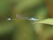 Ischnura elegans, male