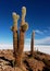 Isla de pescado cactus salar de uyuni in Bolivia