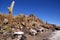 Isla del Pescado, Salar de Uyuni, Bolivia