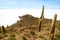 Isla Incahuasi or Isla del Pescado, full of Trichocereus Cactus Located in the Middle of Uyuni Salt Flats, Bolivia