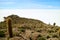 Isla Incahuasi or Isla del Pescado Rocky Outcrop filled with Trichocereus Cactus Plants Located in the Middle of Uyuni Salt Flats