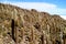 Isla Incahuasi or Isla del Pescado, an Rocky Outcrop full of Trichocereus Cactus Located in the Middle of Uyuni Salt Flats