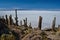 Isla Incahuasi (Pescadores), Salar de Uyuni, Bolivia