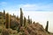 Isla Incahuasi rocky outcrop filled with large Trichocereus Pasacana cactus against the vast salt flats of Salar de Uyuni, Bolivia