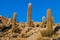 Isla Incahuasi in Salar de Uyuni, Bolivia