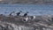 Isla Martillo, Beagle Channel Ushuaia Patagonia Tierra del Fuego Argentina