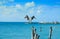 Isla Mujeres island Caribbean beach birds