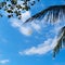 Island Bali, kite in the form of a bird