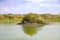 Island with blooming reeds in the middle of a pond against a blue sky with clouds