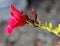 Island Bush Snapdragon, Gambelia speciosa also known as Galvezia speciosa