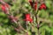 Island Bush Snapdragon Gambelia speciosa flowers, drought tolerant, California native plant, endangered specie